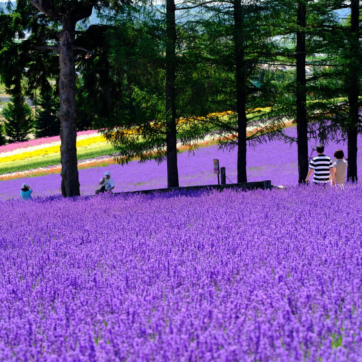 【Yukio】Japan Local Series | Hokkaido Lavender Cat