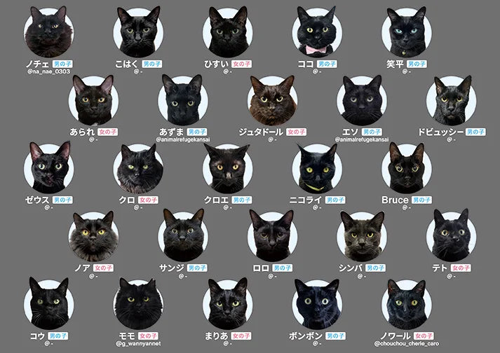 25隻黑貓神經衰弱卡牌遊戲卡片展示