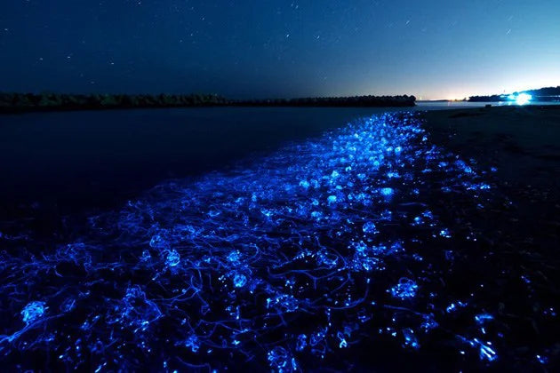 【Yukio】Japan Local Series | Toyama Bay Firefly Squid