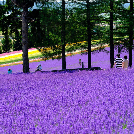 【ゆきお Yukio】日本地方系列丨北海道薰衣草貓