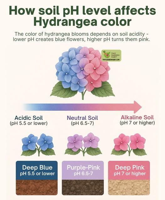 【ゆきお Yukio】日本地方系列丨鐮倉紫陽花