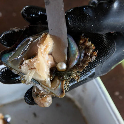 【Yukio】Japan Regional Series | Ise Pearls