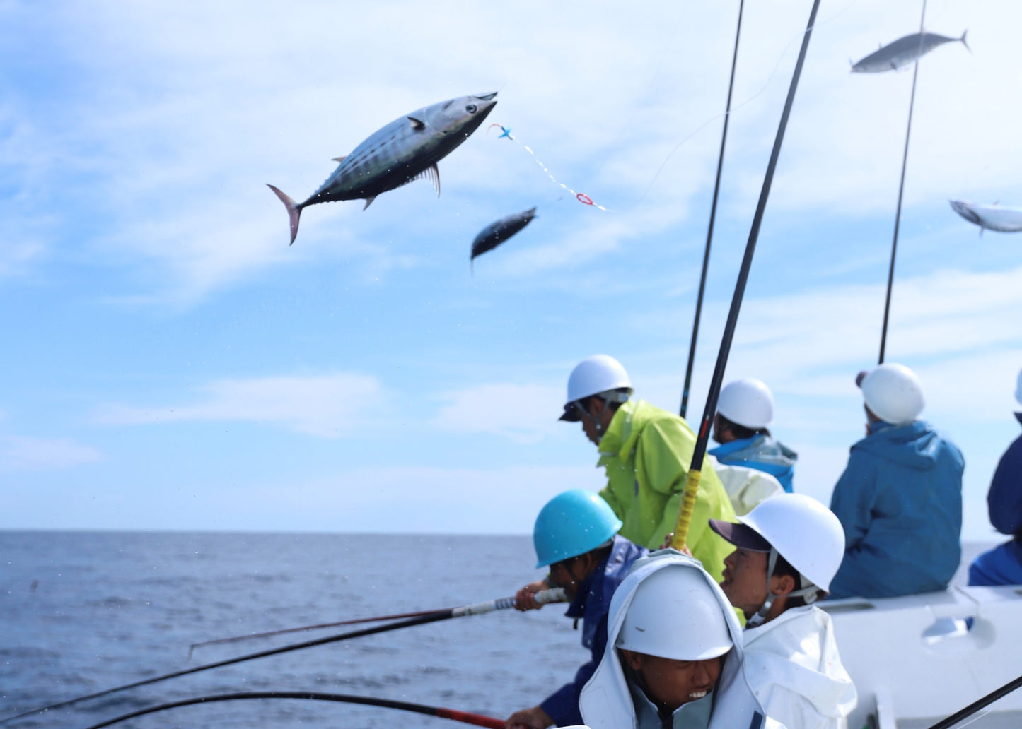 【ゆきお Yukio】日本地方系列丨高知鰹魚